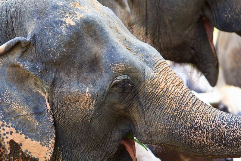 Asia elephant southeast Asia Thailand, stock photo