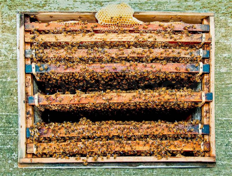 A lot of bees in the hive, stock photo