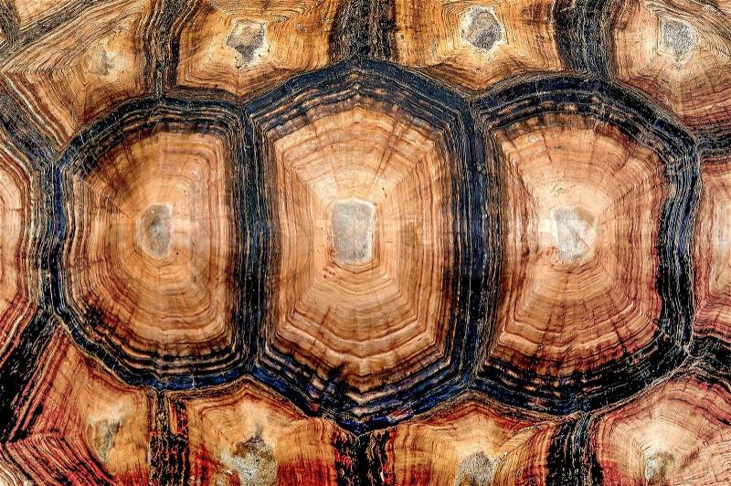 Close up view of the hexagonal texture of a turtle shell, stock photo