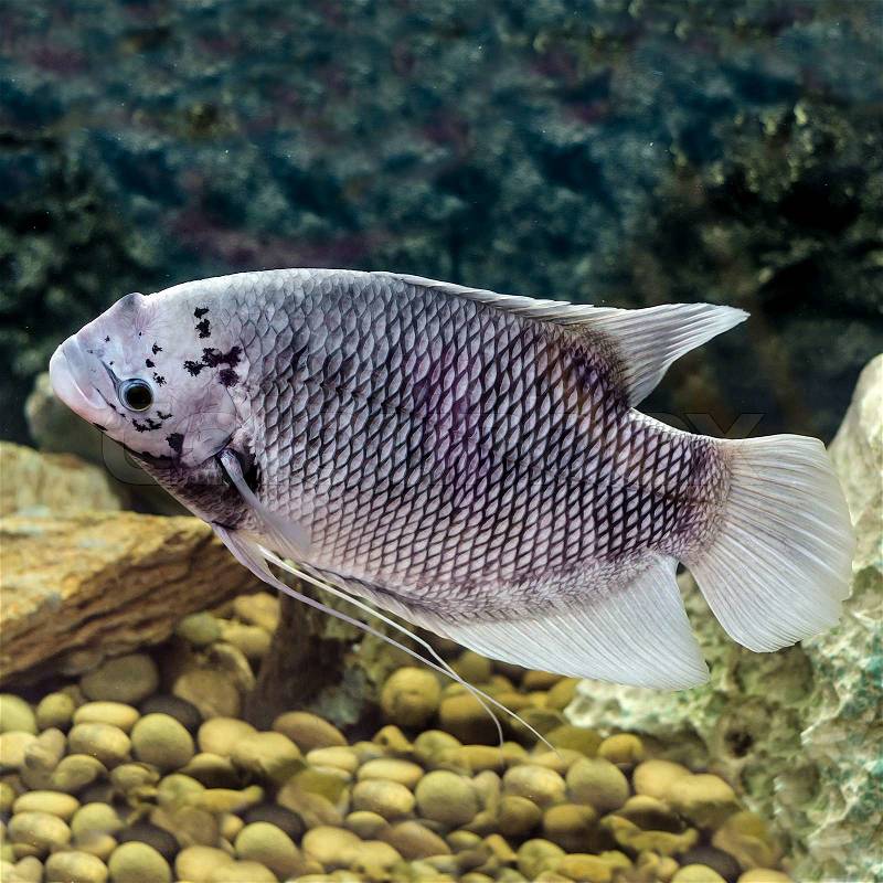 Beautiful tilapia fish in water tank, stock photo