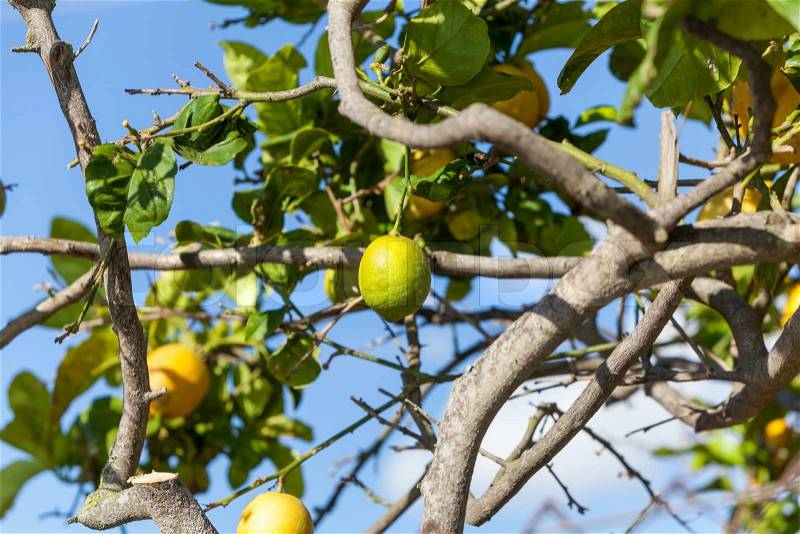 Fresh lemons on lemon tree blue sky nature summer fruit background, stock photo
