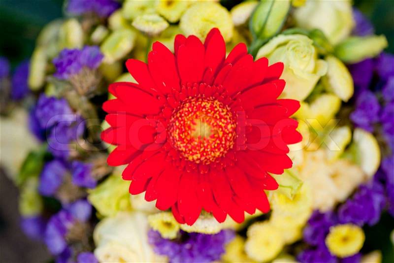 Beautiful colorful collection of flowers spring summer celebration card macro, stock photo