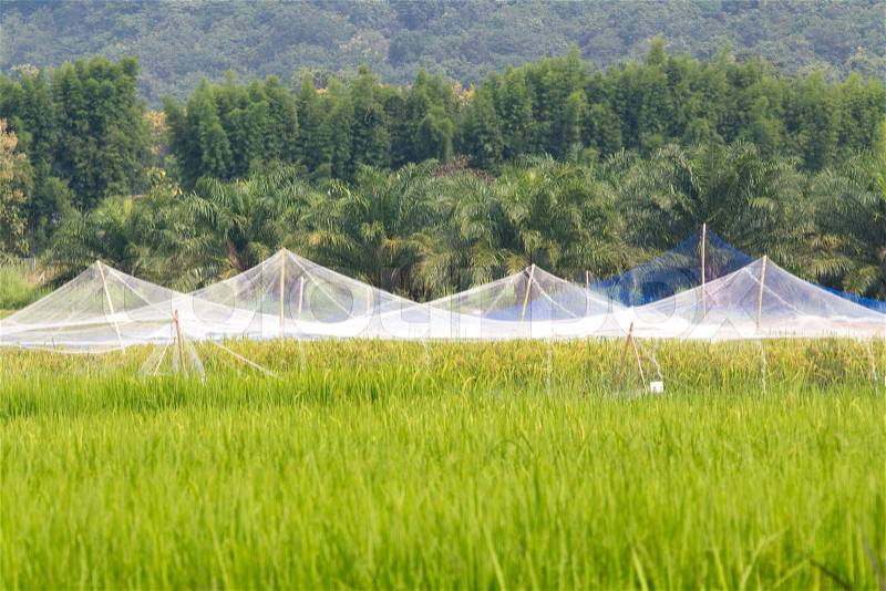 Farmer pull tight the net for protect bird in rice farm, stock photo
