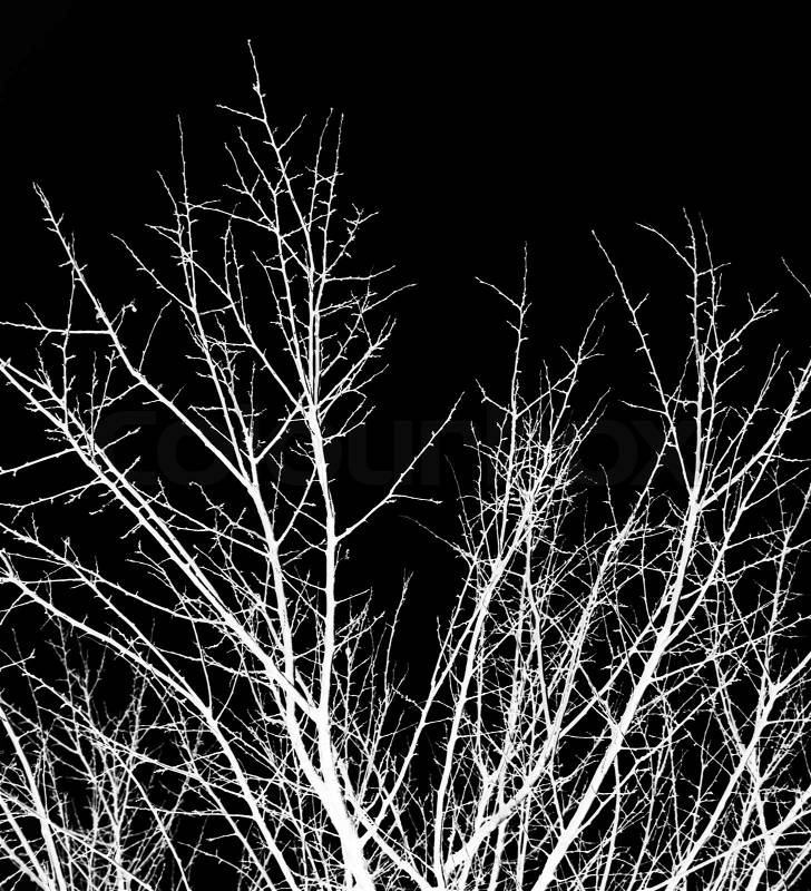 Bare tree branches against a black sky, stock photo