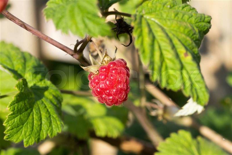 Berry raspberry bush, stock photo