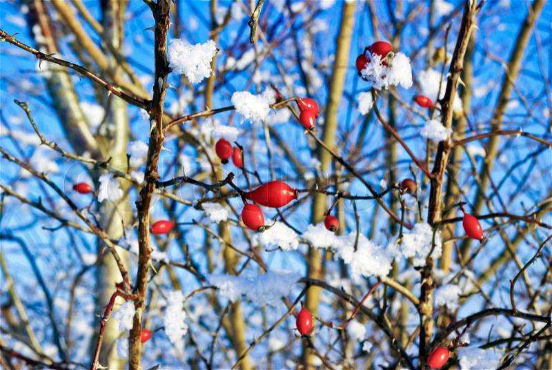 Вushes,twigs,red fruit of the wild rose,in the white snow,covered with hoar frost,on the background of the blue sky, stock photo