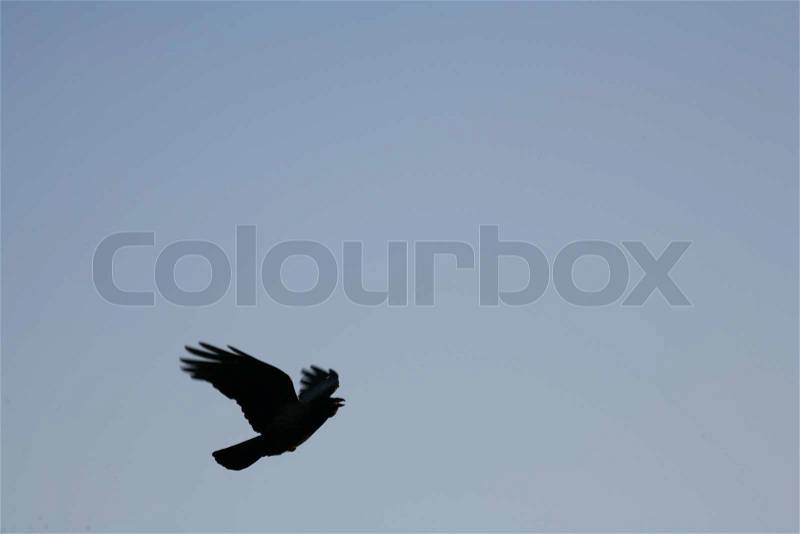 Bird in the sky, stock photo