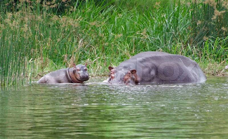 A Hippo cow and calf in Uganda (Africa), stock photo