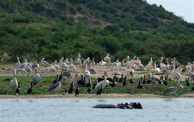 Sunny waterside scenery with lots of birds in Uganda (Africa), stock photo