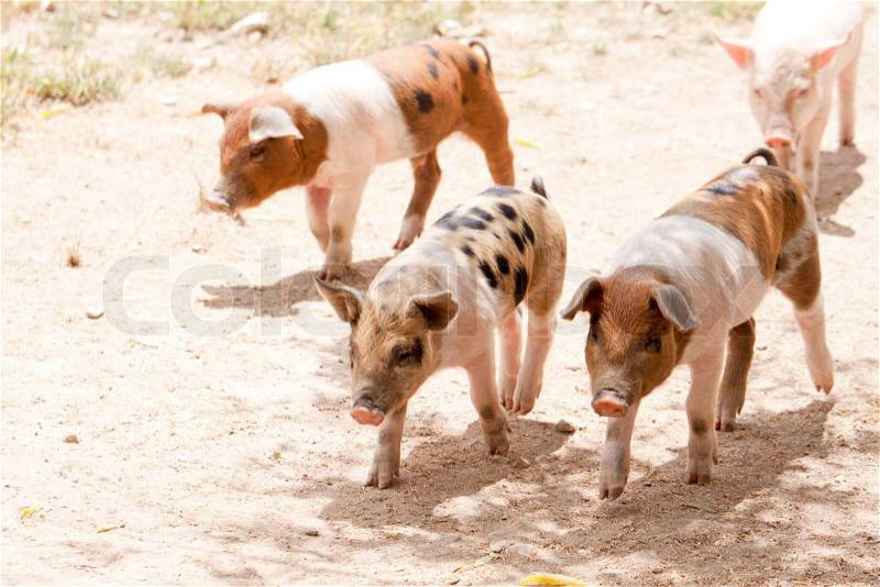 Cute little pig piglet and mother outdoor in field in summer, stock photo
