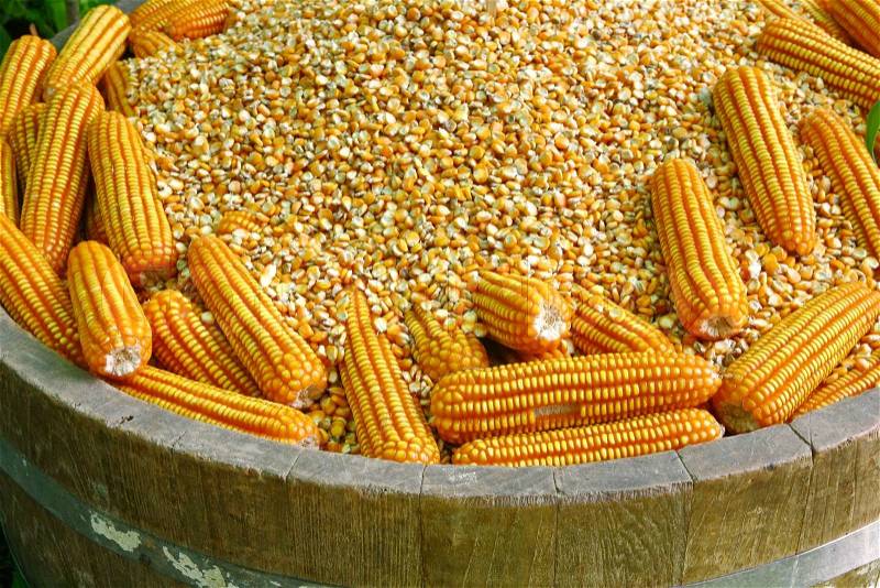 Yellow raw corn in wood tank , stock photo