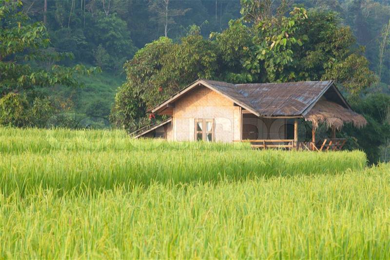 House and rice fields Arable farming in the mountain areas Houses and fields on the mountain, stock photo