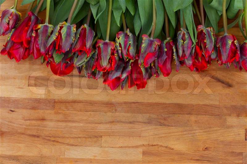 Fresh red parrot spring tulips laying on wooden table, stock photo