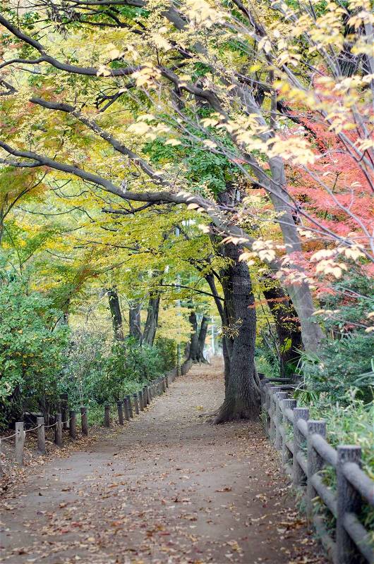 Autumn Pathway in the forest to Musashino Art University, Tokyo, Japan, stock photo