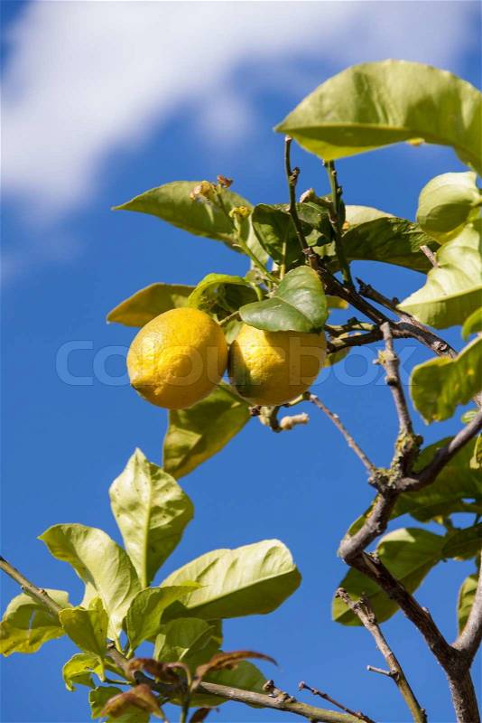 Fresh lemons on lemon tree blue sky nature summer fruit background, stock photo