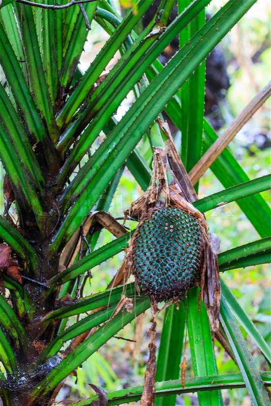Wild pineapple at Doi Inthanon National park in Chiang Mai, Province Asia Thailand, stock photo