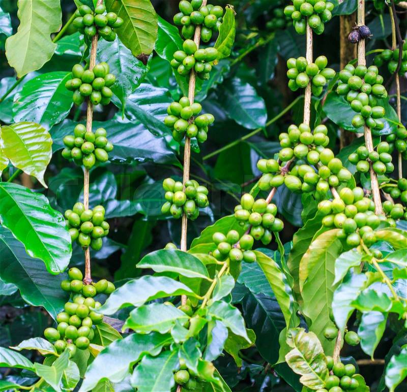 Fresh coffee beans or Coffee beans on tree in farm on tree at Doi Inthanon National park in Chiang Mai, Province Asia Thailand, stock photo