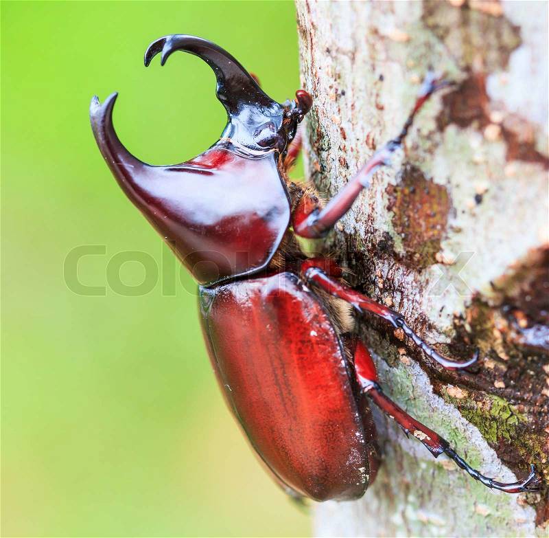 Scarab beetle and Rhinoceros Beetle Chiang Mai Province Asia Thailand, stock photo
