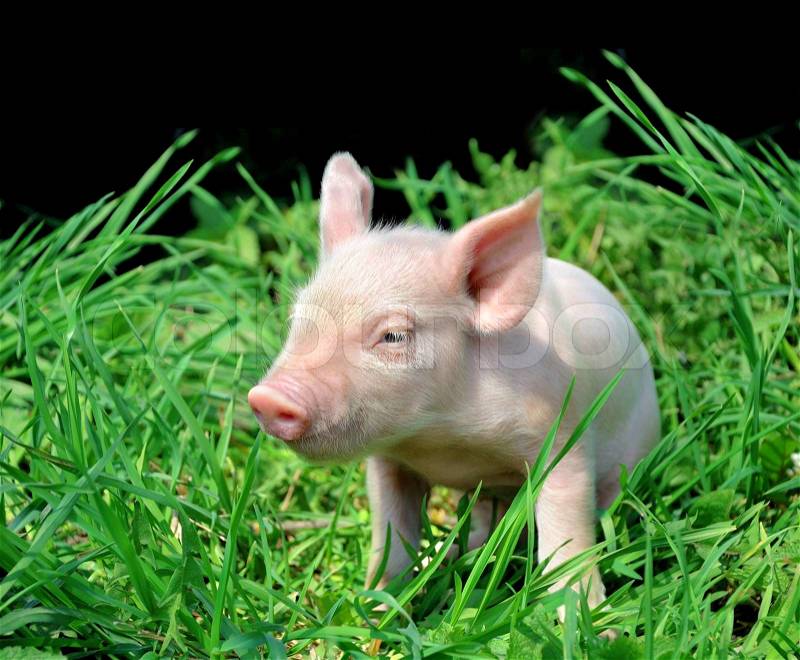 Young pig on a green grass, stock photo