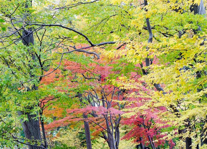Colorful japanese maple leaf in autumn season, stock photo