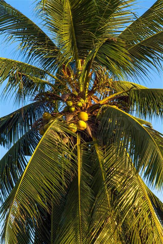 Coconut tree. Coconut Fruit on palm tree, stock photo