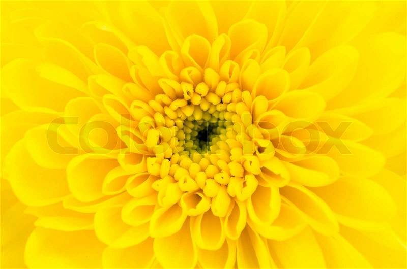 Close-up Yellow flower, stock photo