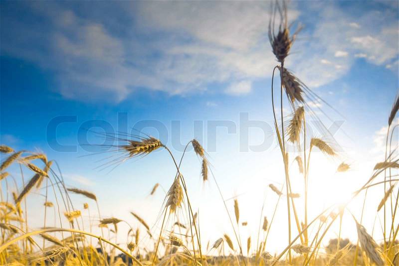 Ripe wheat spikes in the field against blue sky, stock photo