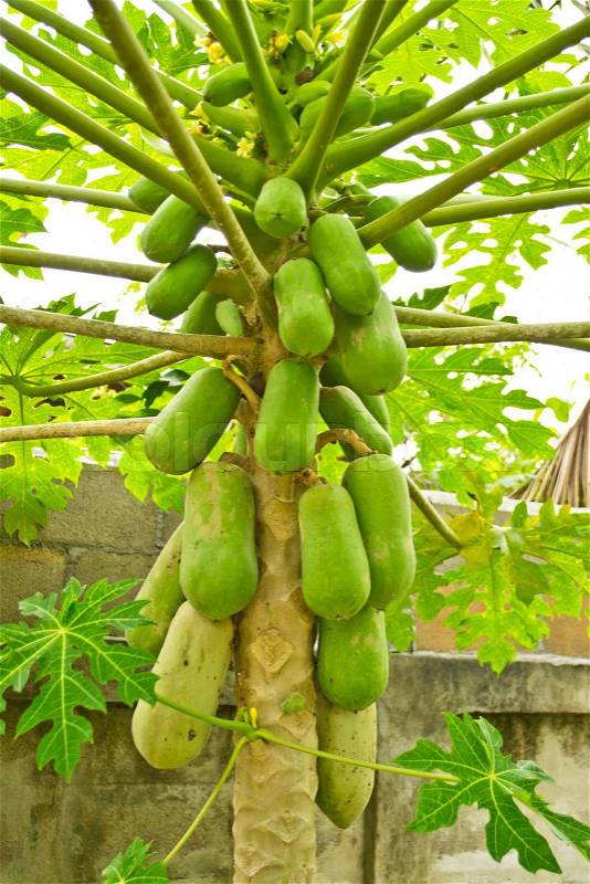 Papaya on the papaya tree, stock photo