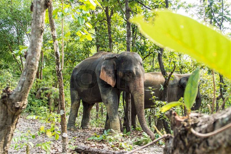 Asia elephant in tropical forest, thailand, stock photo