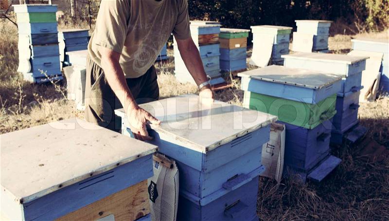 Beekeeper inspecting bees, stock photo