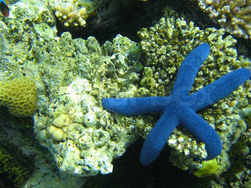 Underwater Life of Great Barrier Reef, Australia, stock photo