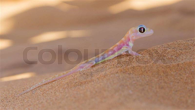 Palmatogecko (Pachydactylus rangei), also known as Web-footed Gecko, a nocturnal gecko endemic to the Namib Desert, stock photo