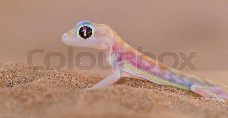 Palmatogecko (Pachydactylus rangei), also known as Web-footed Gecko, a nocturnal gecko endemic to the Namib Desert, stock photo