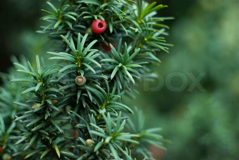 Close up of Yew Tree branch with red berries, stock photo