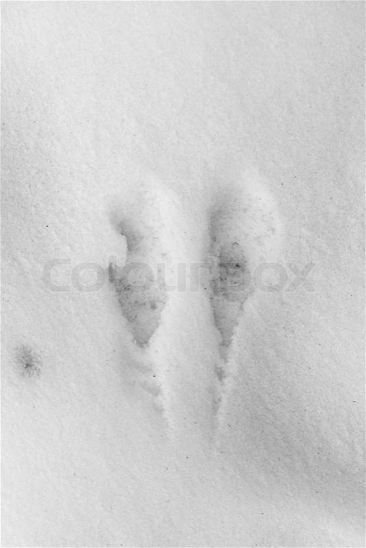 Track birds in the snow, stock photo