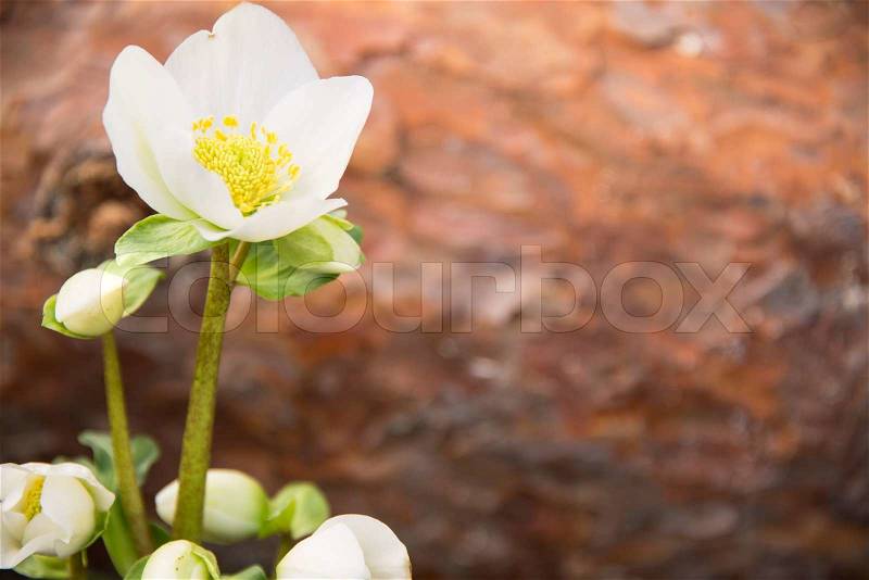 Stock image of \'A white helleborus/Christmas rose 