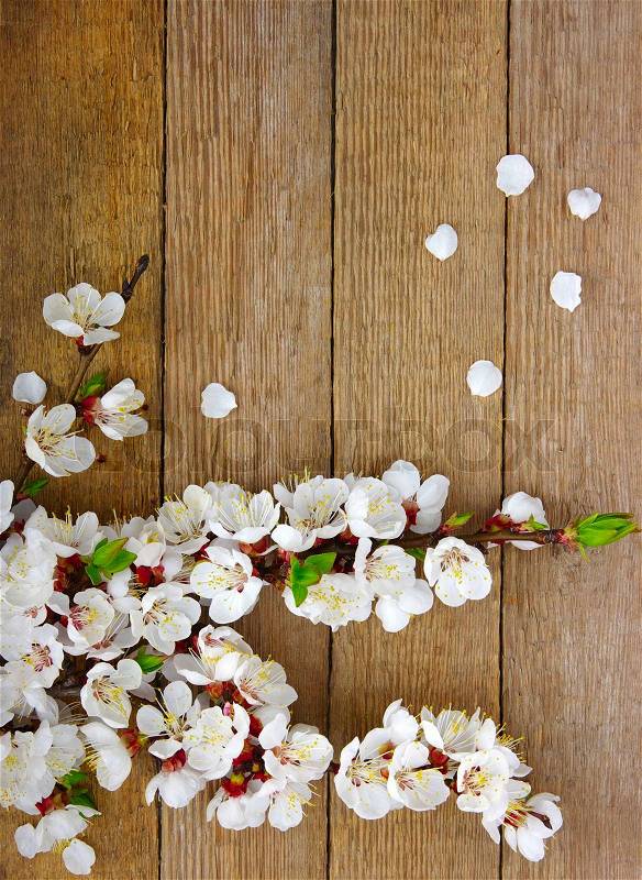 Spring flower on wood background , stock photo