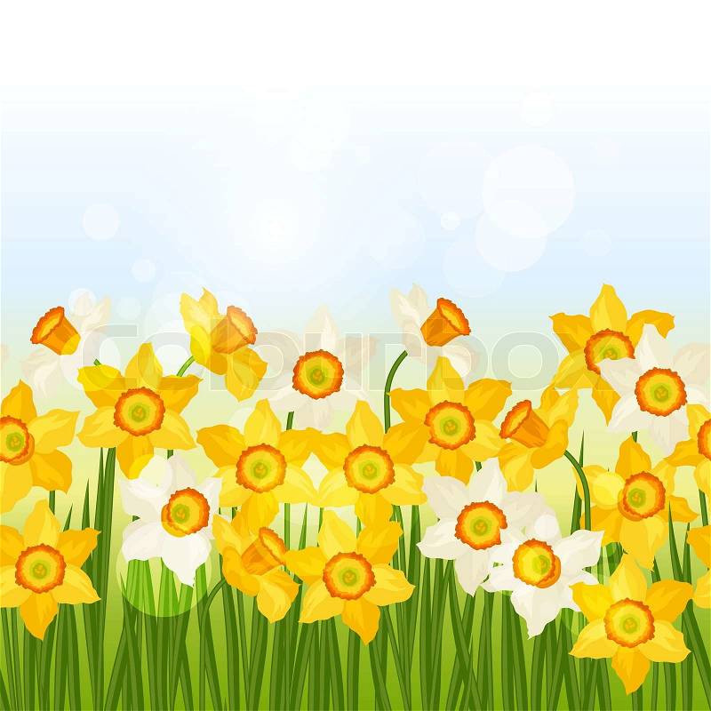 Spring flowers narcissus seamless pattern horizontal border, vector