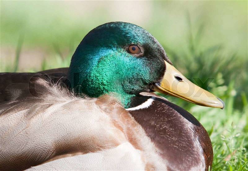 Beautiful duck with green head on the field, stock photo