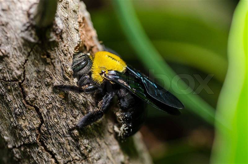Carpenter bee in the nature or in the garden.It\'s danger, stock photo