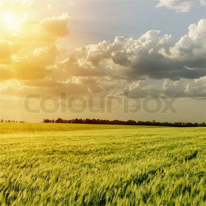 Sunset over green field, stock photo
