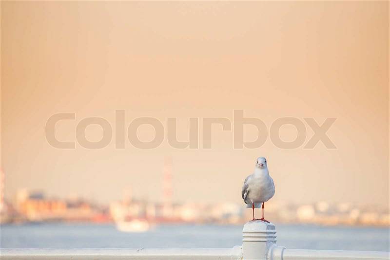 Seagull on Yokohama port, stock photo