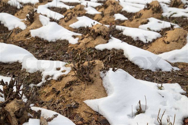 Flowerbeds with plants roses in the snow in winter, stock photo