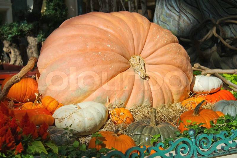 LAS VEGAS, NEVADA, USA - OCTOBER 21, 2013 : Autumn theme in a greenhouse at Bellagio Hotel in Las Vegas, Bellagio Hotel and Casino opened in 1998. This luxury hotel owned by MGM Resorts International, stock photo