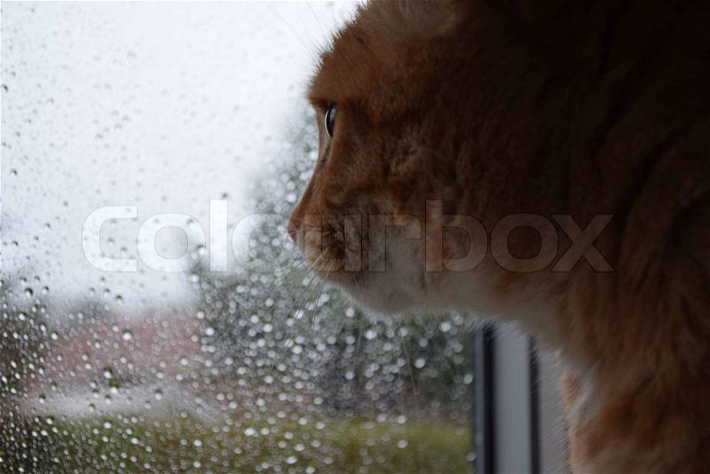 Cat watching the rain through the window, stock photo