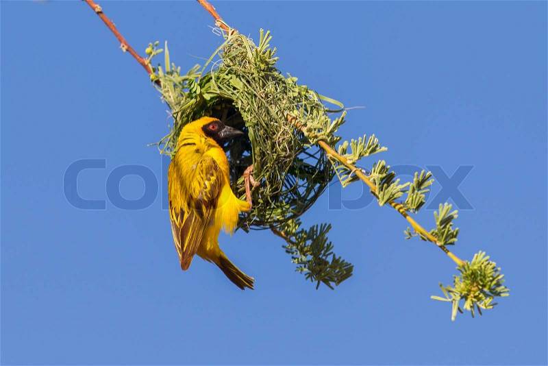 Southern Yellow Masked Weaver during the breeding season in Namibia, stock photo