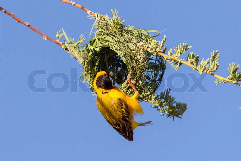 Southern Yellow Masked Weaver during the breeding season in Namibia, stock photo