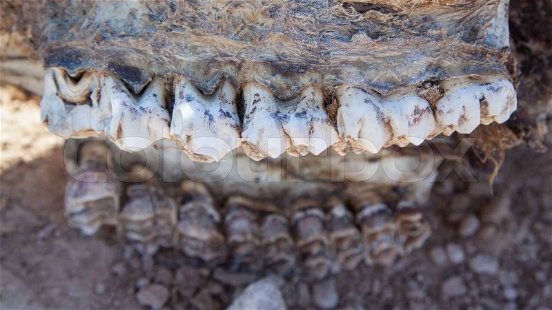 Killed giraffe, teeth, Etosha National Park, Namibia, stock photo