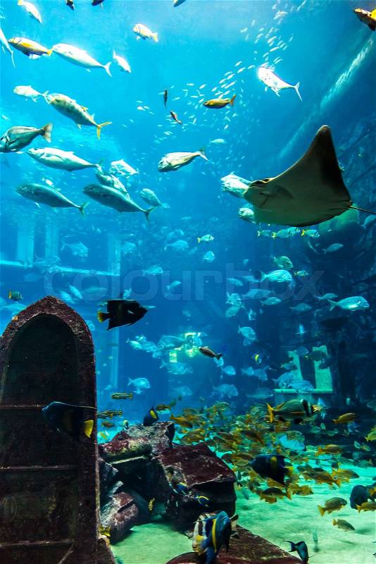 Photo of a tropical fish on a coral reef in Dubai aquarium, stock photo