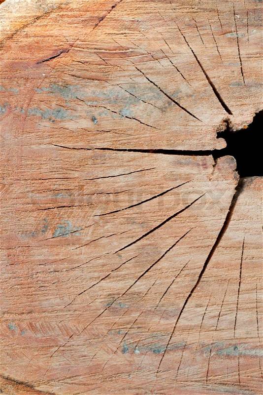 Detail of cut out log texture with broken hole, stock photo